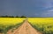 Rapeseed field in storm. Summer landscape