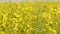 Rapeseed on field in summer. Panorama. Close up.