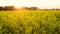 Rapeseed field at sunset or sunrise