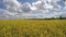 Rapeseed field in the sunshine against the blue sky