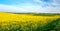 Rapeseed field top shooting point