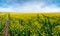 rapeseed field and trails, top shooting point