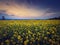Rapeseed field under sunset sky background. Land with yellow canola flowers in the evening. Spring farmland seasonal blooming