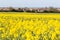 Rapeseed field, Whitstable, Kent, UK