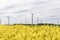 Rapeseed field and windmills