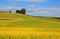 Rapeseed fields