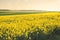 Rapeseed fields