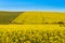 Rapeseed fields along the road to Franschhoek, South Africa