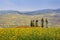 Rapeseed fields blooming yellow in Yunnan, China