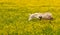 Rapeseed fields in countryside and livestock. Donkey at the Blooming yellow canola flower meadows. Rapeseed crop