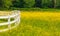Rapeseed fields in countryside with wooden fence. Blooming yellow canola flower meadows. Rapeseed crop