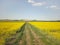 Rapeseed fields from the height of bird flight. Shooting from the drone or aircraft. Agricultural business. Growing oil plants for