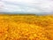 Rapeseed fields on Lundy Island