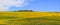 Rapeseed fields Panorama