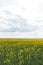 Rapeseed fields panorama. Blooming yellow canola flower meadows.