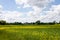 Rapeseed fields panorama. Blooming yellow canola flower meadows.