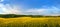 rapeseed fields panorama with with cloudly blue sky, canola rapeseed plant