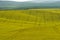 Rapeseed fields in South Moravia, visible traces of a tractor doing chemical spraying,