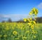 Rapeseed flower