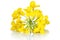 Rapeseed Flower