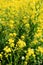 Rapeseed flower field