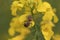 Rapeseed Flower Honey Bee.Bee on yellow flowe