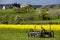 Rapeseed flowering in Germany in the village