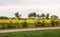 Rapeseed flowering yellow field by the road on a cloudy spring day