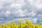 Rapeseed flowers