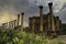 Rapeseed flowers adorn the Cardo Maximus in the Roman city of Jerash, Jordan