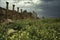 Rapeseed flowers adorn the Cardo Maximus in the Roman city of Jerash, Jordan