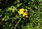 Rapeseed flowers,Brassica napus, also known as rape or oilseed rape.