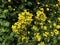 Rapeseed flowers, Brassica napus, also known as rape or oilseed rape.