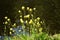 Rapeseed flowers, Brassica napus, also known as rape or oilseed rape.