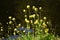 Rapeseed flowers, Brassica napus, also known as rape or oilseed rape.