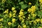 Rapeseed flowers, Brassica napus, also known as rape or oilseed rape.