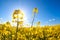 Rapeseed flowers over blue sky and sunshine