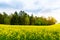 Rapeseed growing, canola field, colza meadow