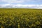 Rapeseed growing in a field. field of rapeseed