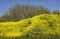 Rapeseed grown hill