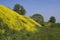 Rapeseed grown hill