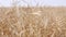 Rapeseed harvest swaying in the wind. Brassica Napus.