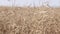 Rapeseed harvest swaying in the wind. Brassica Napus.