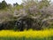 Rapeseed isolated on sakura background