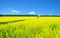 Rapeseed landscape