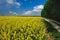 Rapeseed Landscape