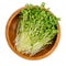 Rapeseed microgreens, sprouts of Brassica napus, in a wooden bowl