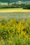 Rapeseed mixed with Lavender in Sault village