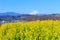 Rapeseed and Mt.Fuji