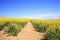 Rapeseed Oil , yellow fields of oilseed rape have become a feature of the British